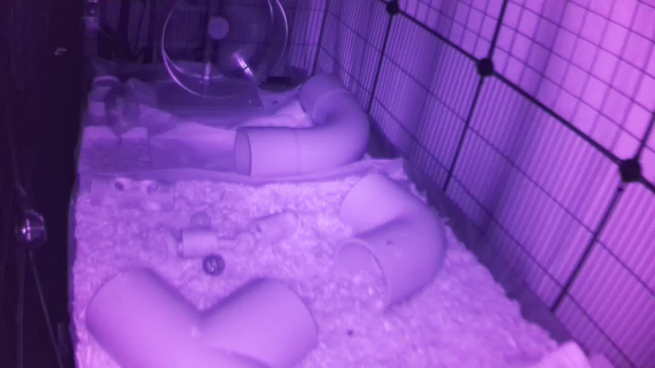 Hedgehog 20250916230033