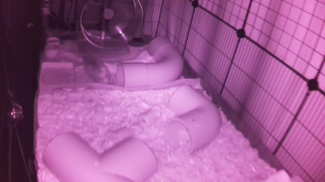 Hedgehog 20250917034930