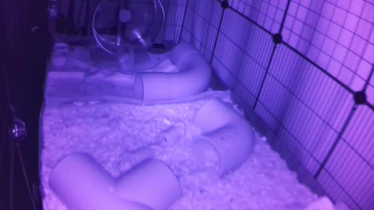 Hedgehog 20250917042822