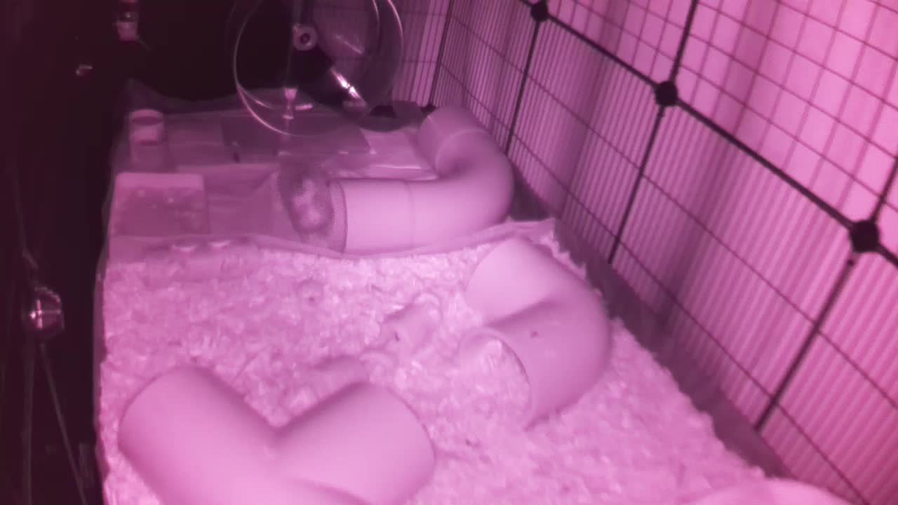 Hedgehog 20250917220349