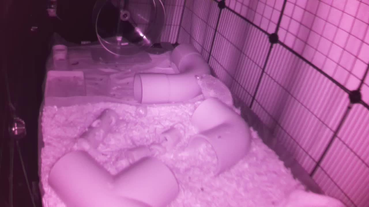 Hedgehog 20250918043501