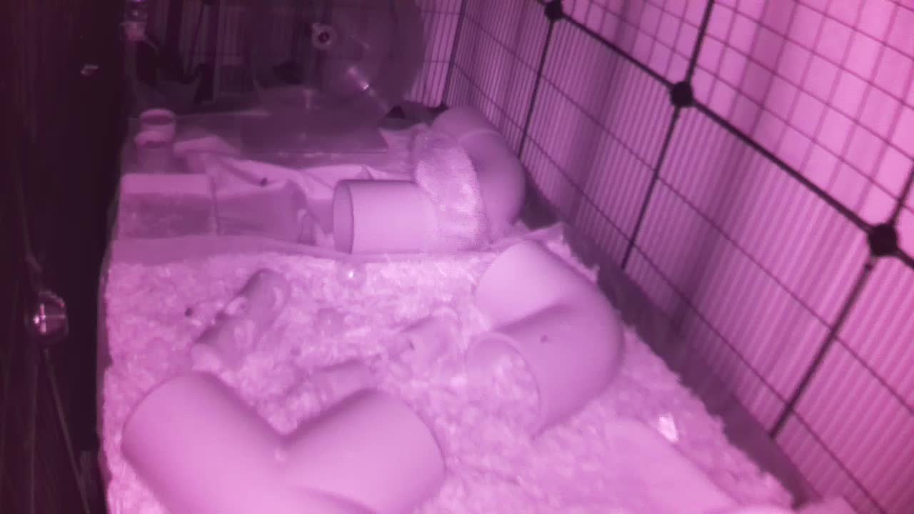 Hedgehog 20250918221630