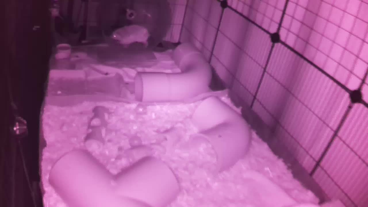 Hedgehog 20250919031022