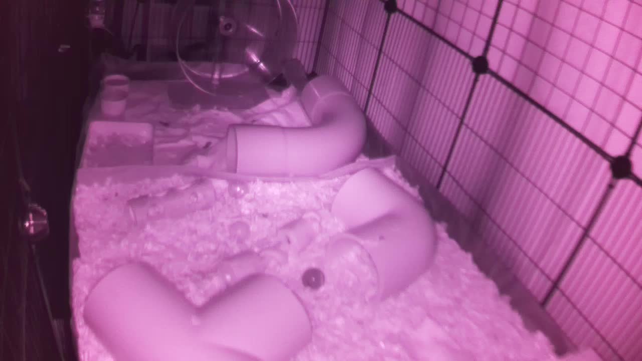 Hedgehog 20250920040308