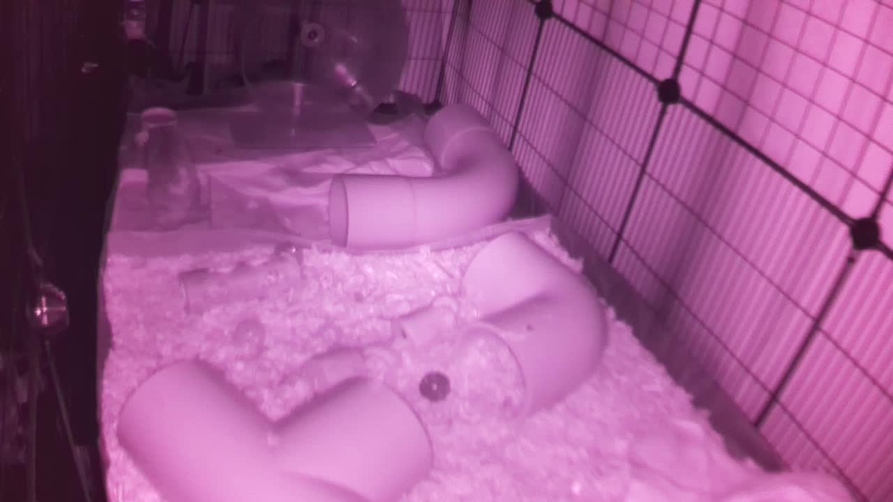 Hedgehog 20250920233811