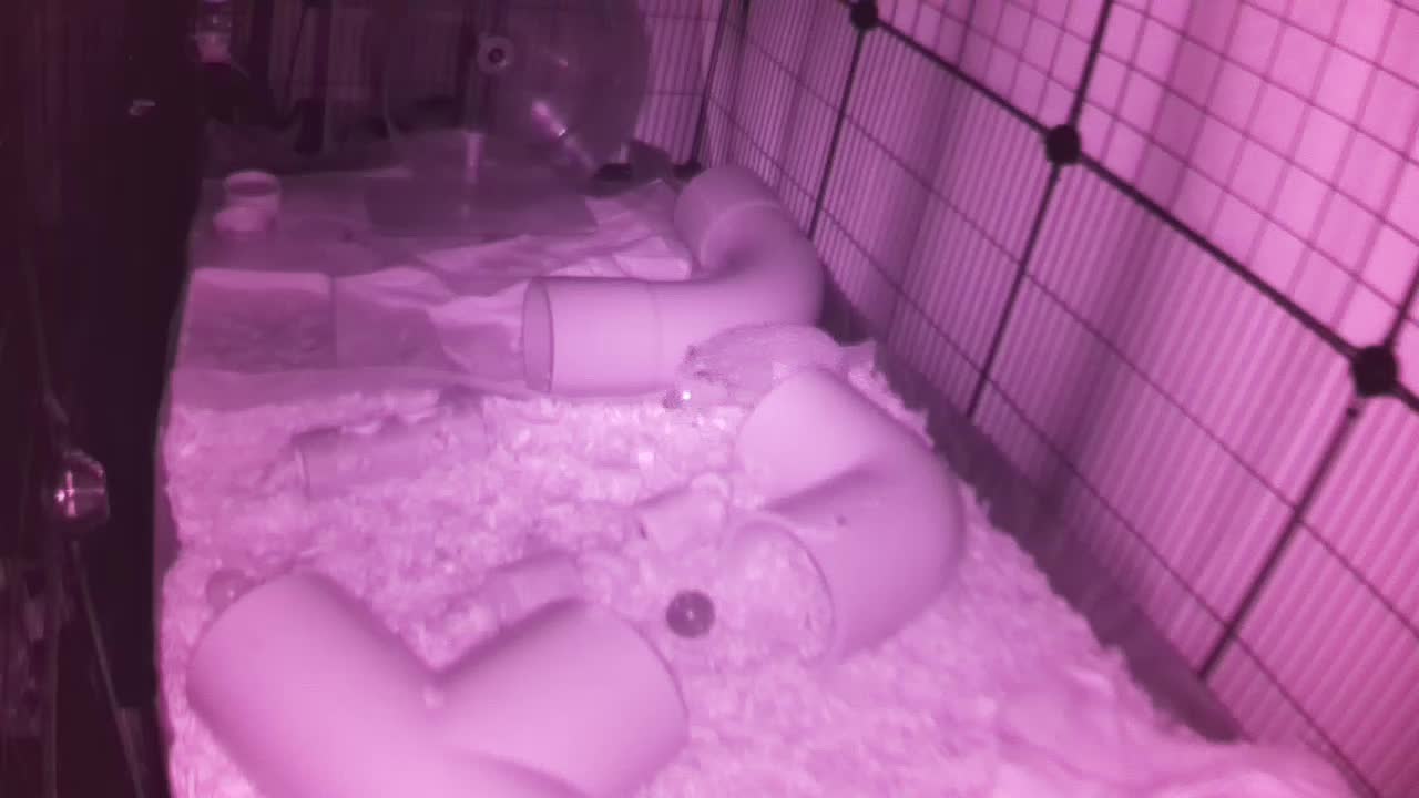 Hedgehog 20250921025540