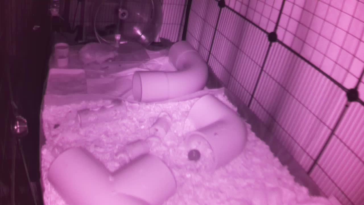 Hedgehog 20250922025434