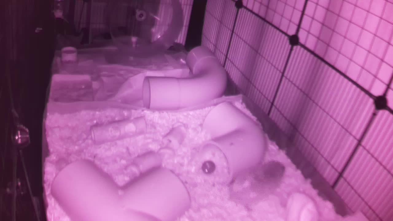 Hedgehog 20250922235835