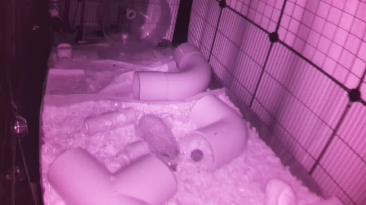 Hedgehog 20250923043130