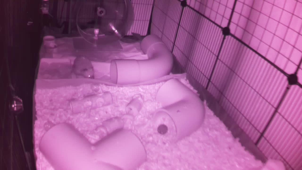 Hedgehog 20250923220648