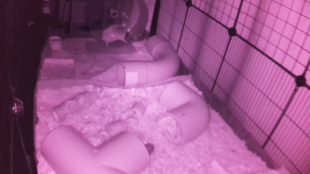 Hedgehog 20250925023658