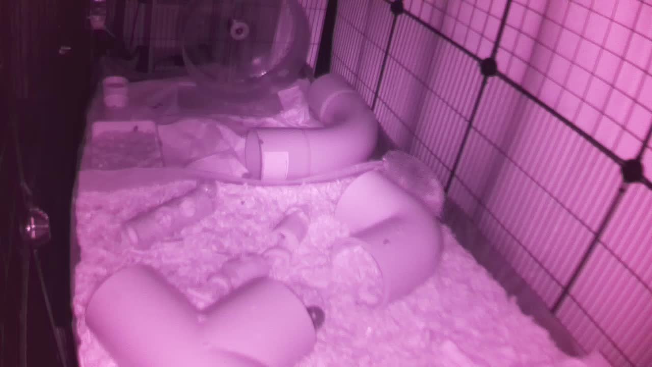 Hedgehog 20250925050643