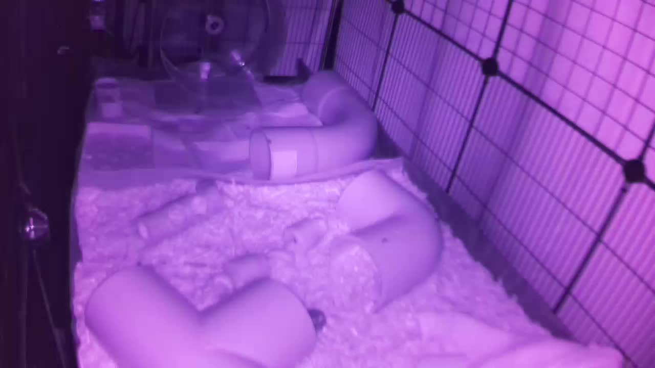 Hedgehog 20250926000637