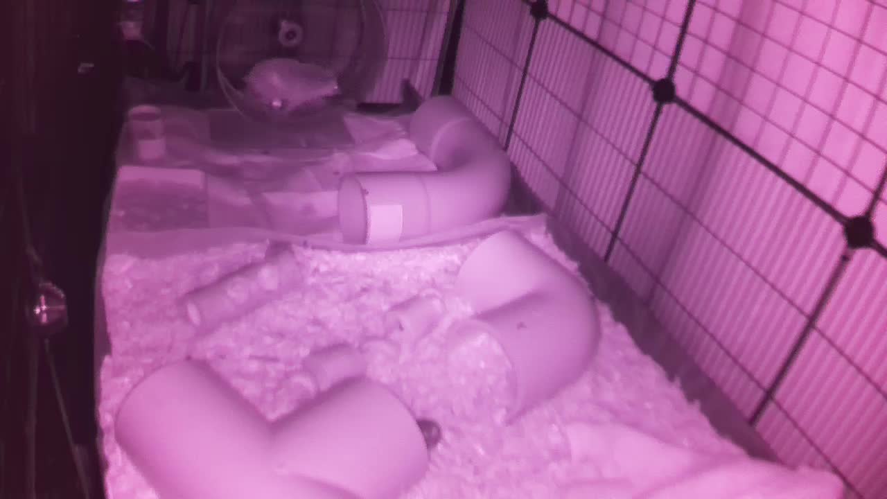 Hedgehog 20250926001755