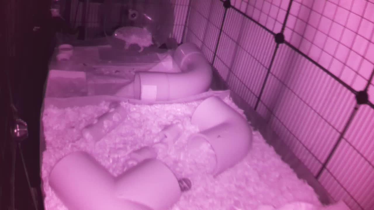 Hedgehog 20250927051742