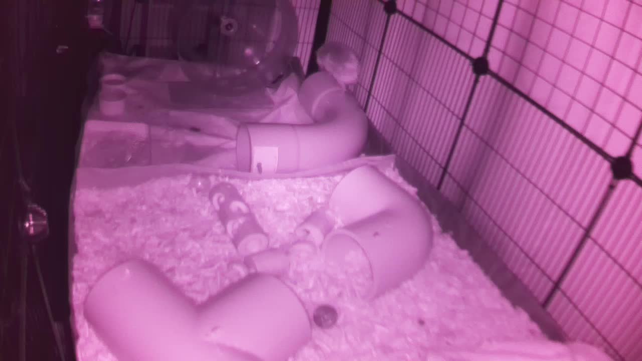 Hedgehog 20250928050441