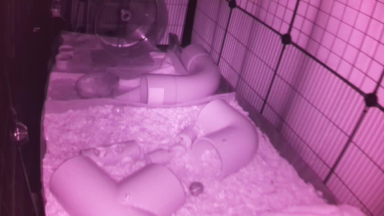 Hedgehog 20250929034210