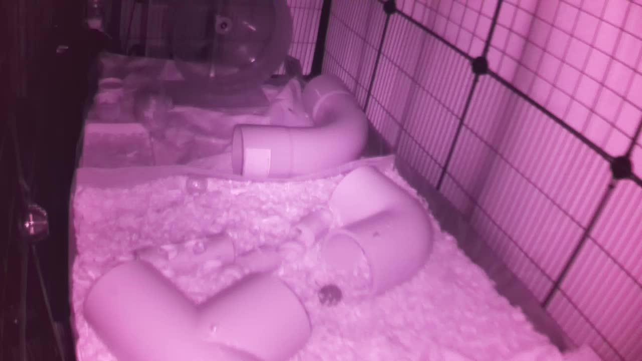 Hedgehog 20250930024226