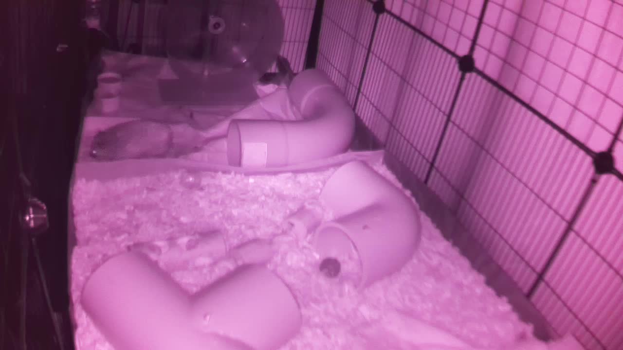 Hedgehog 20250930234117