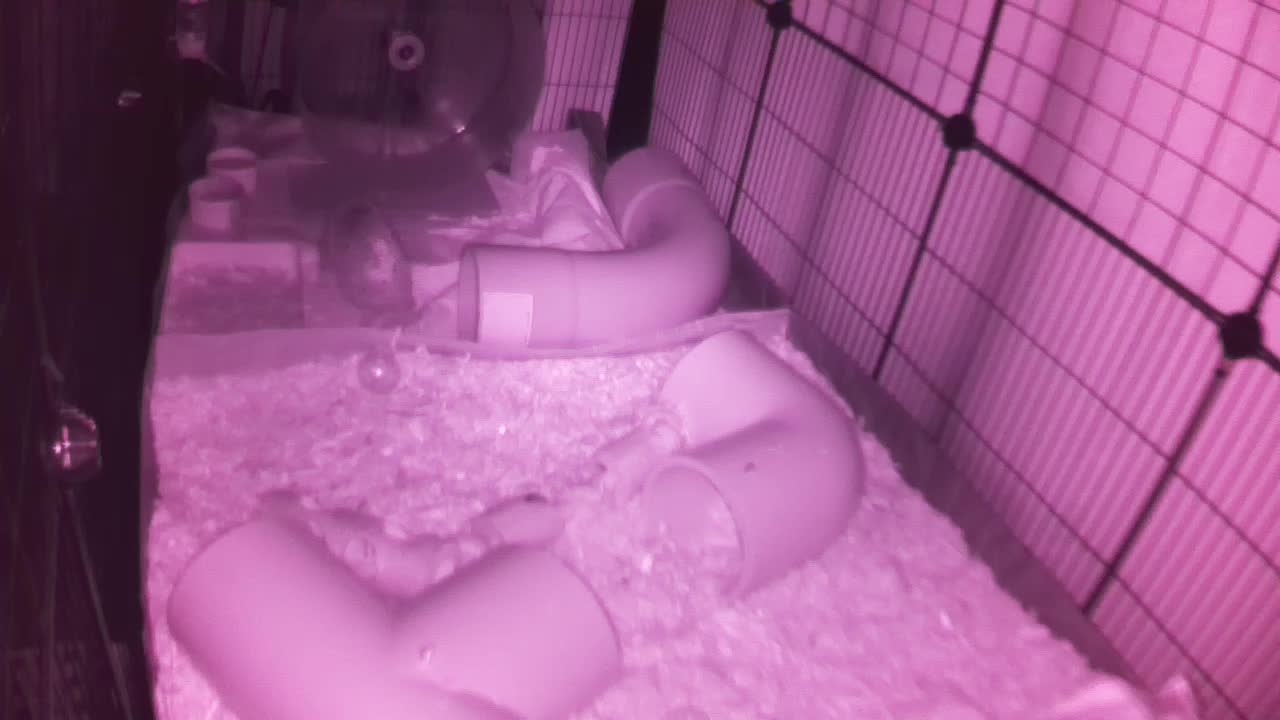 Hedgehog 20251002225351