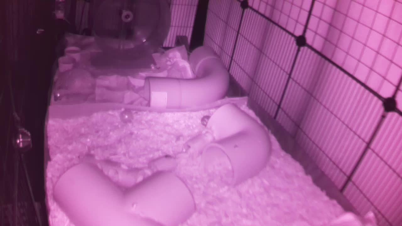 Hedgehog 20251003024809