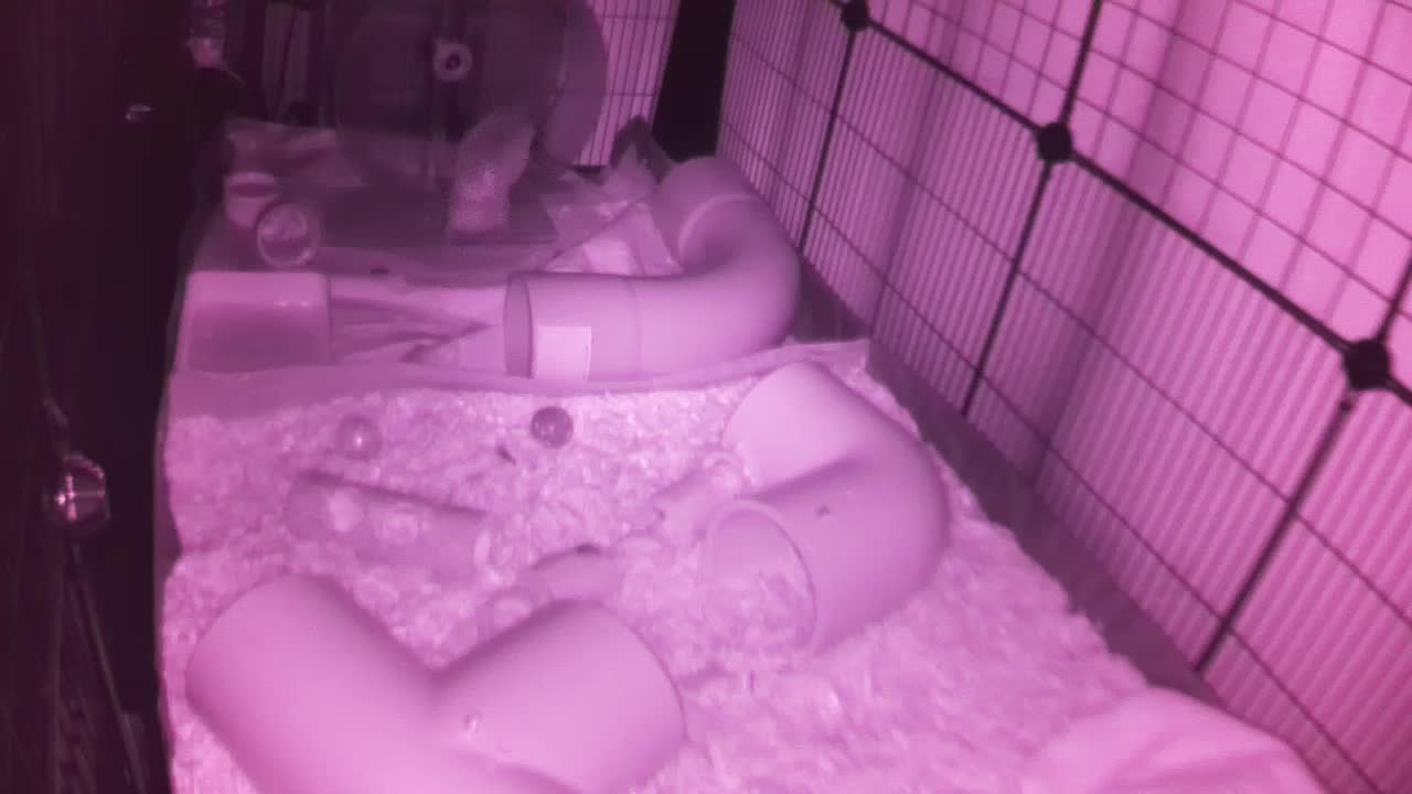 Hedgehog 20251004022945