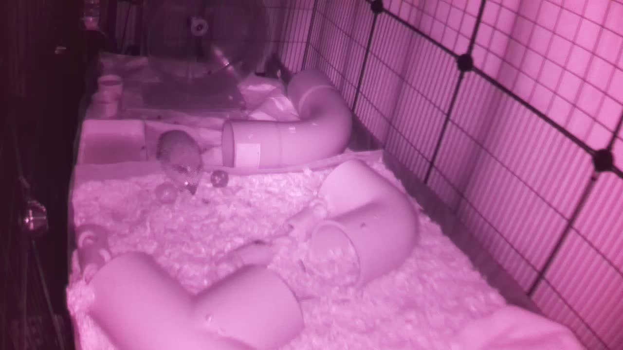 Hedgehog 20251005030655