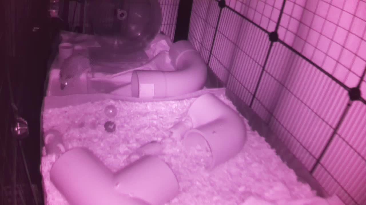 Hedgehog 20251006003144