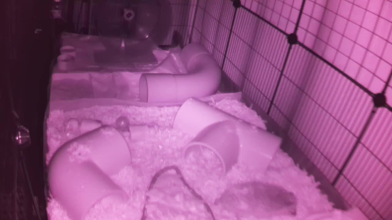 Hedgehog 20251007220810