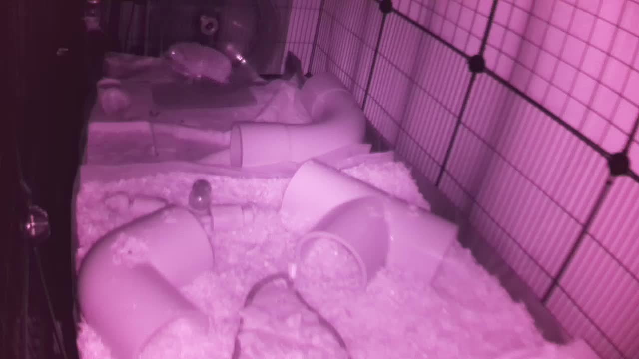 Hedgehog 20251009042830