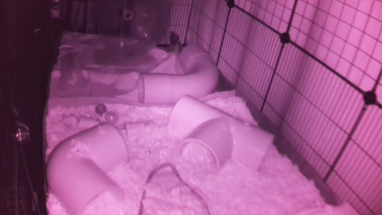 Hedgehog 20251009224332