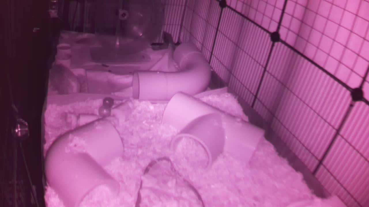 Hedgehog 20251010051642