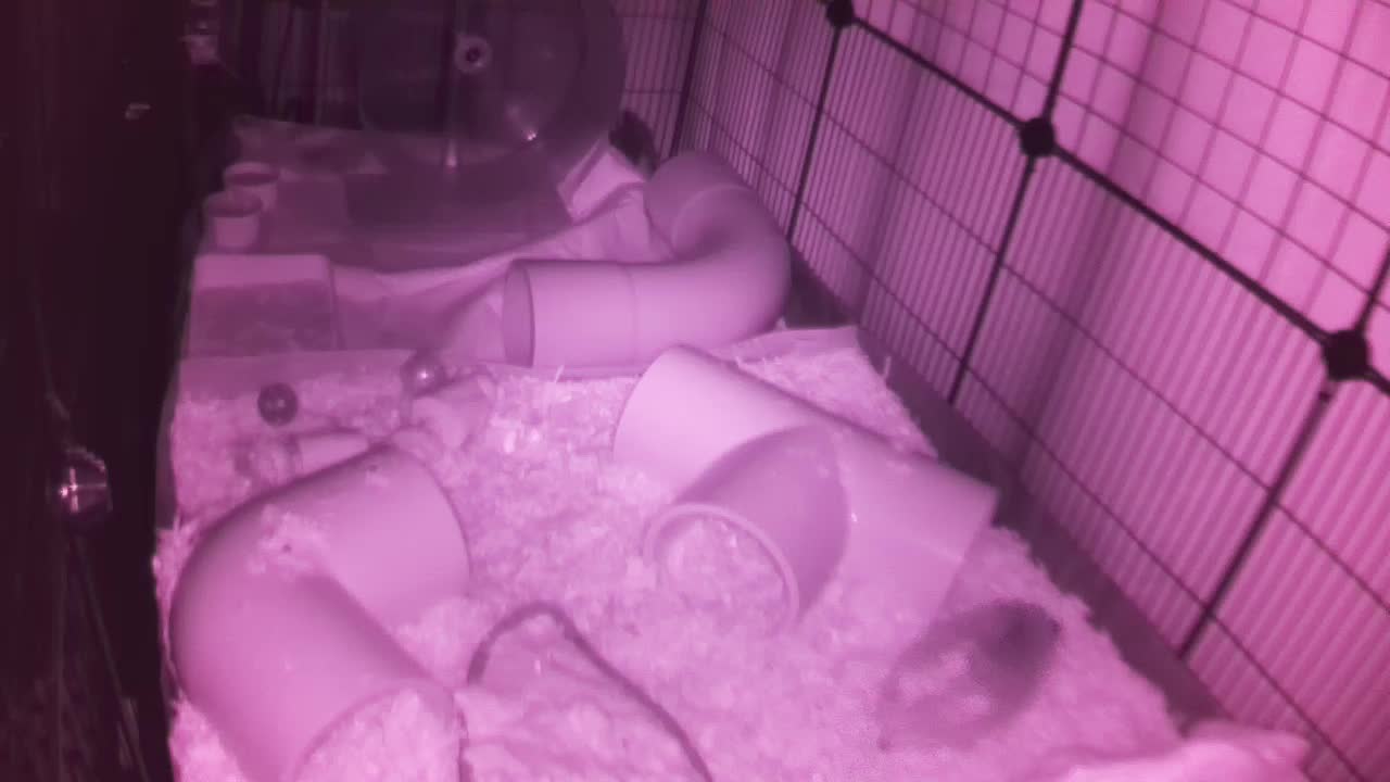 Hedgehog 20251011224730