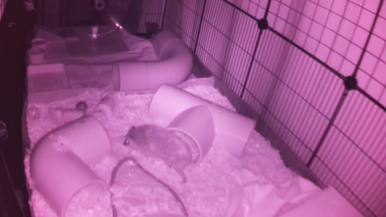 Hedgehog 20251017002611