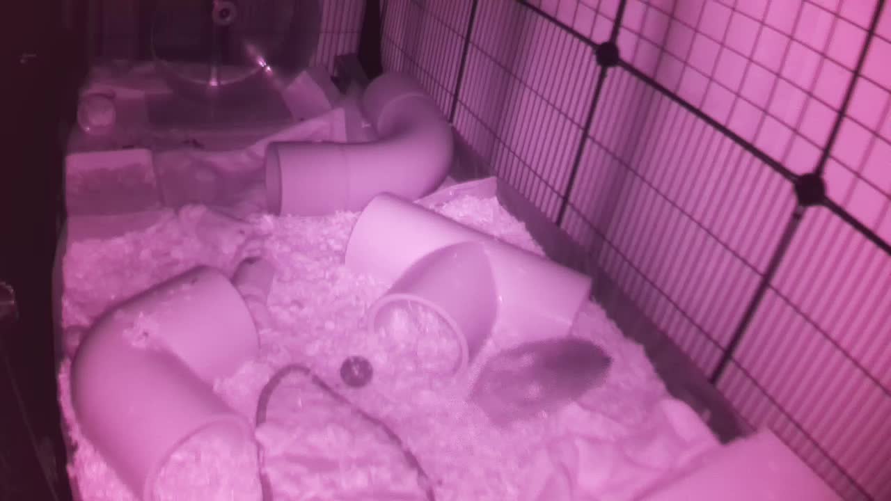 Hedgehog 20251020040409