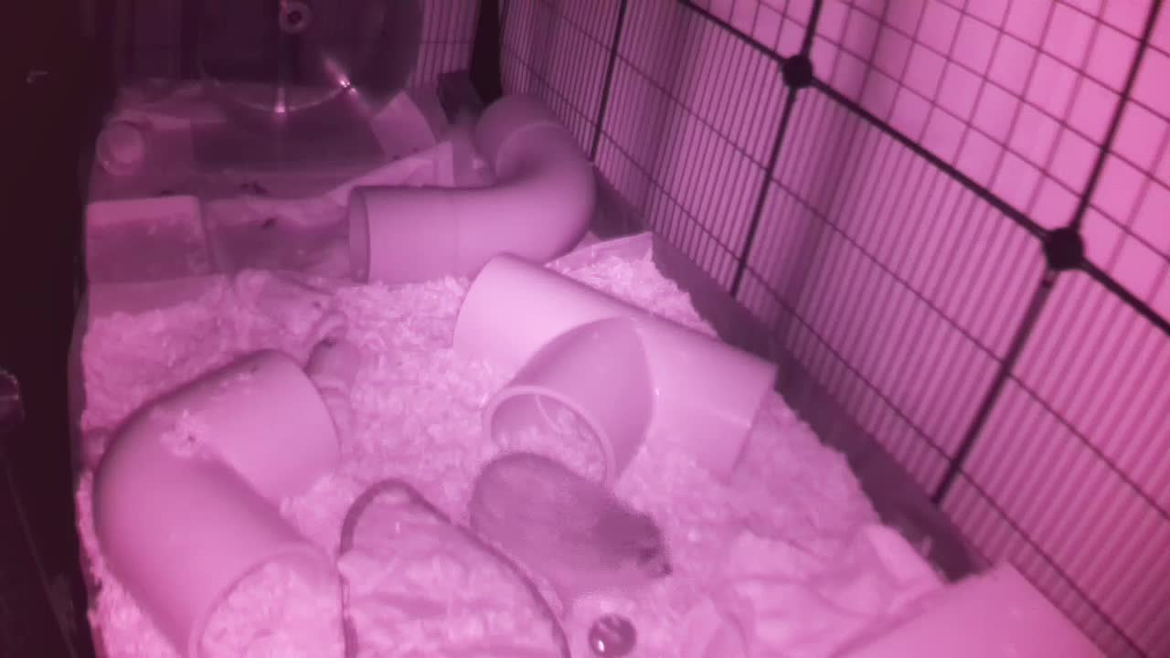 Hedgehog 20251020052626