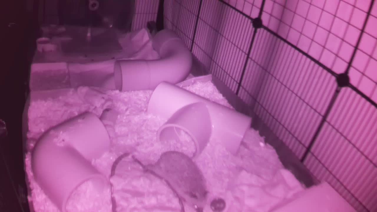 Hedgehog 20251021010823