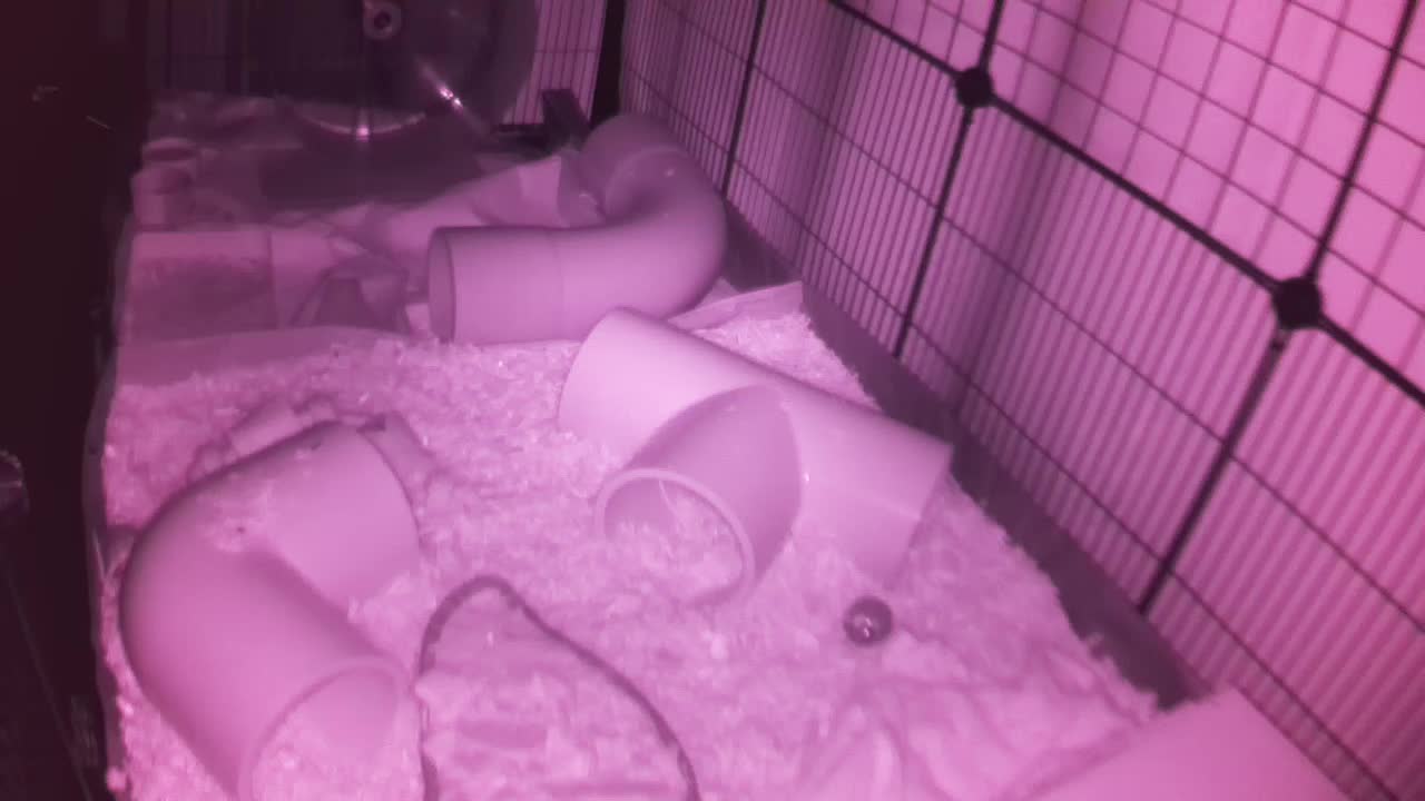 Hedgehog 20251022004949