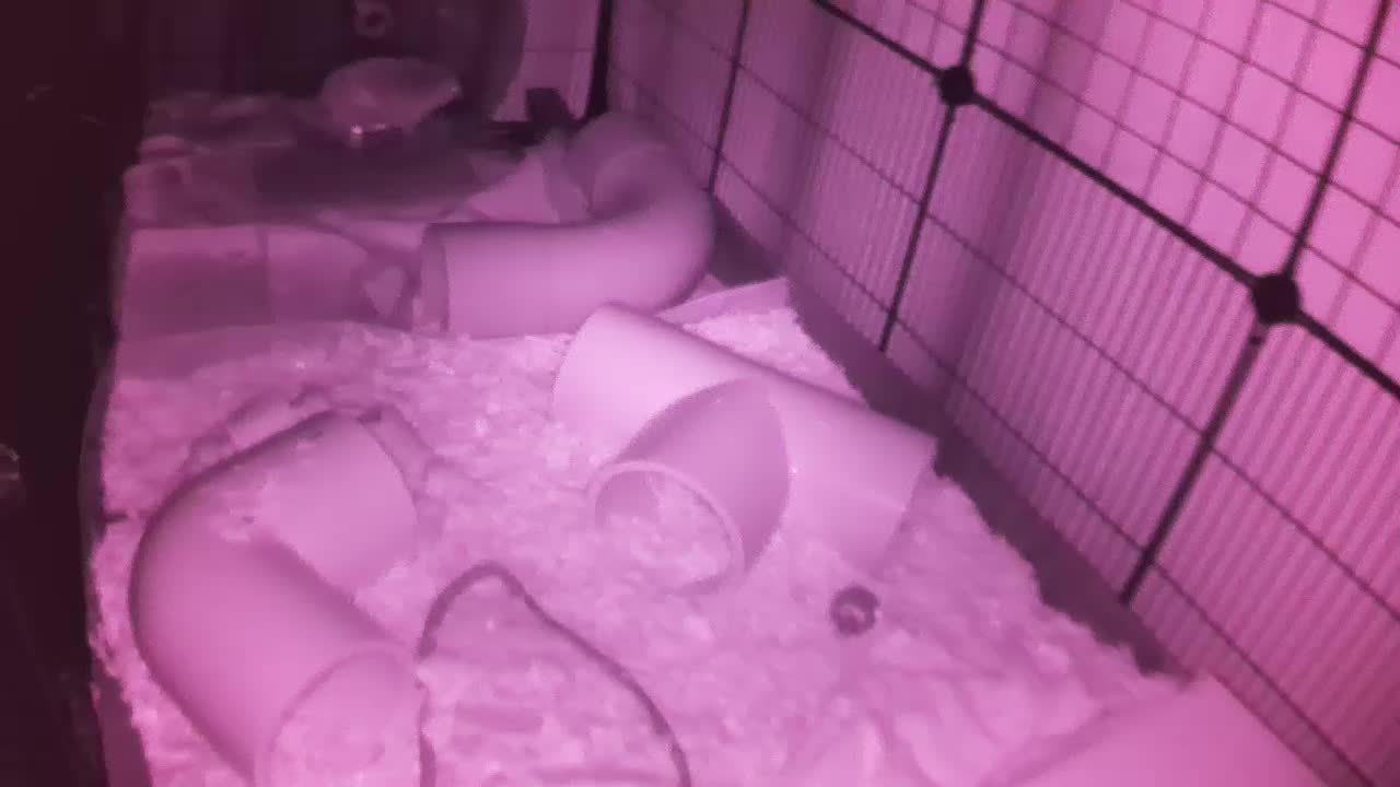 Hedgehog 20251022034326