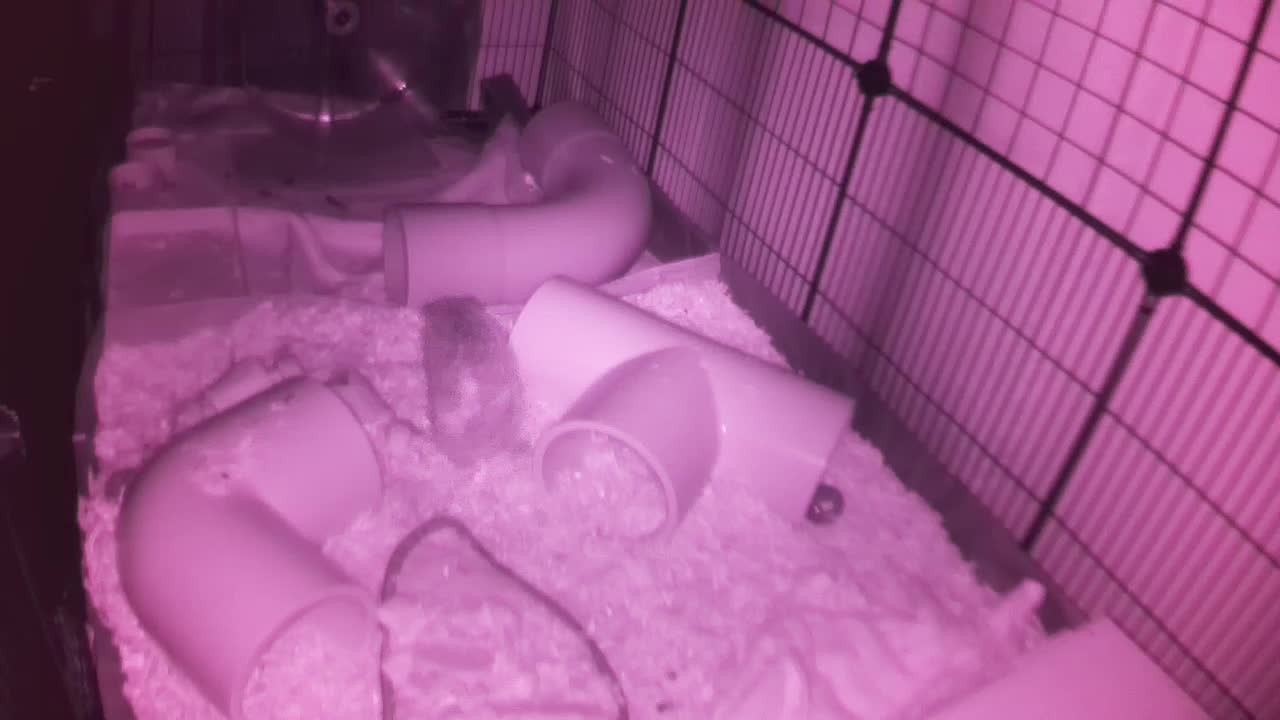 Hedgehog 20251023031742