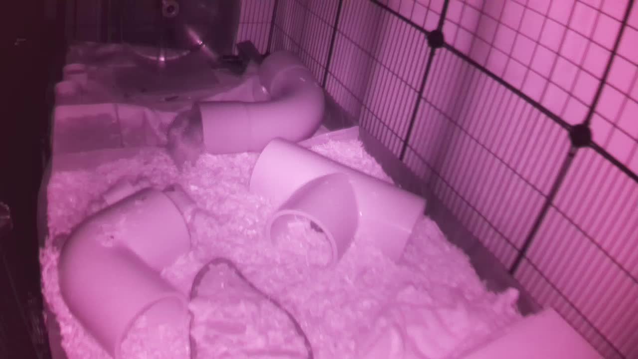 Hedgehog 20251023052600