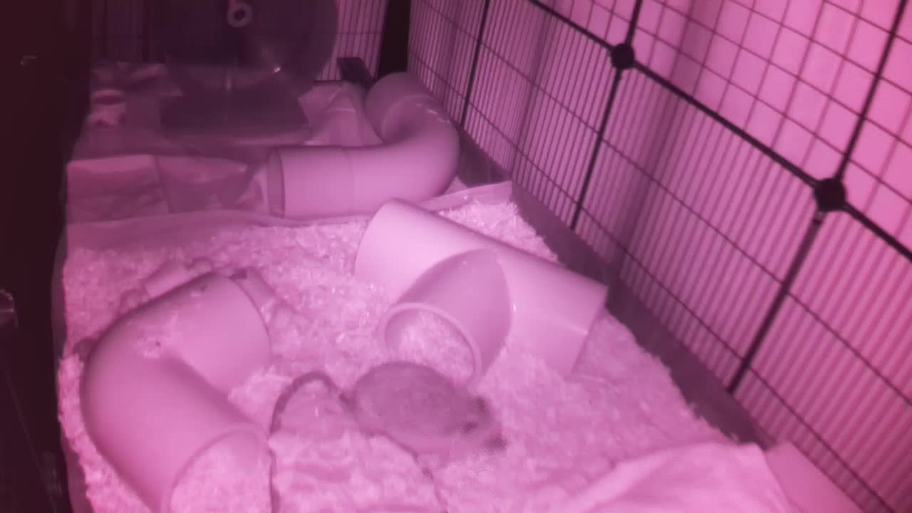 Hedgehog 20251023233159