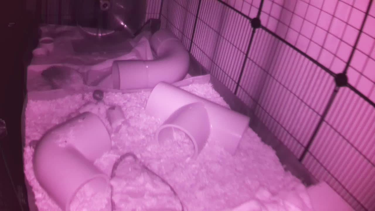 Hedgehog 20251024234015