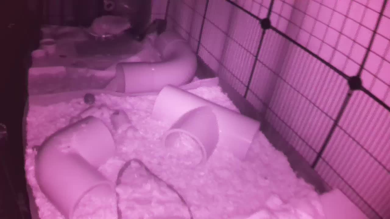 Hedgehog 20251025023500