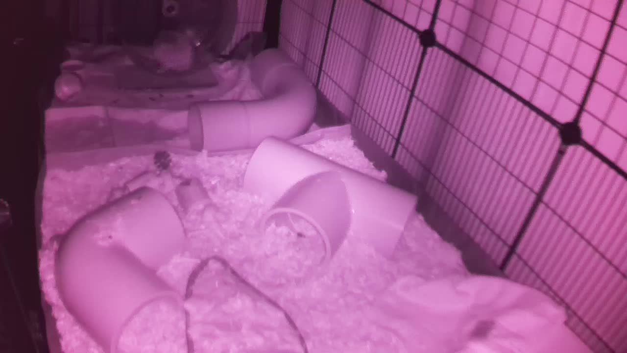 Hedgehog 20251026032903