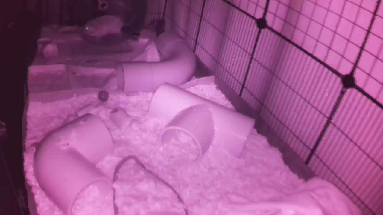 Hedgehog 20251027050409