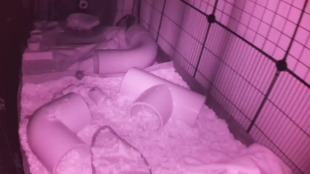 Hedgehog 20251027220555