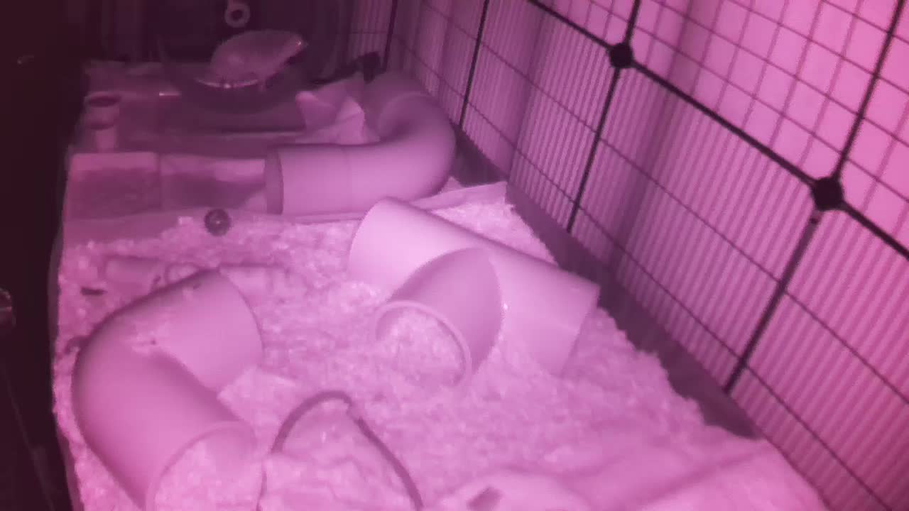 Hedgehog 20251029225032