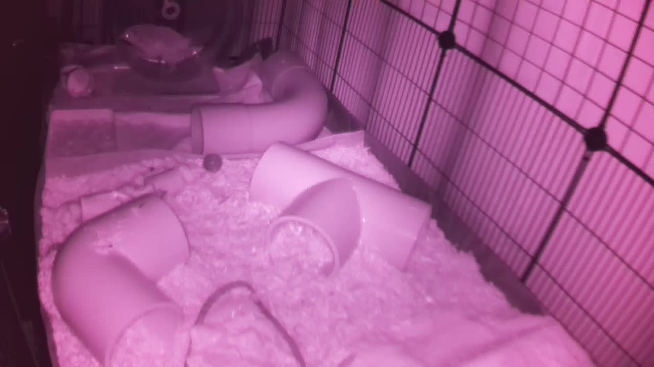 Hedgehog 20251030045135