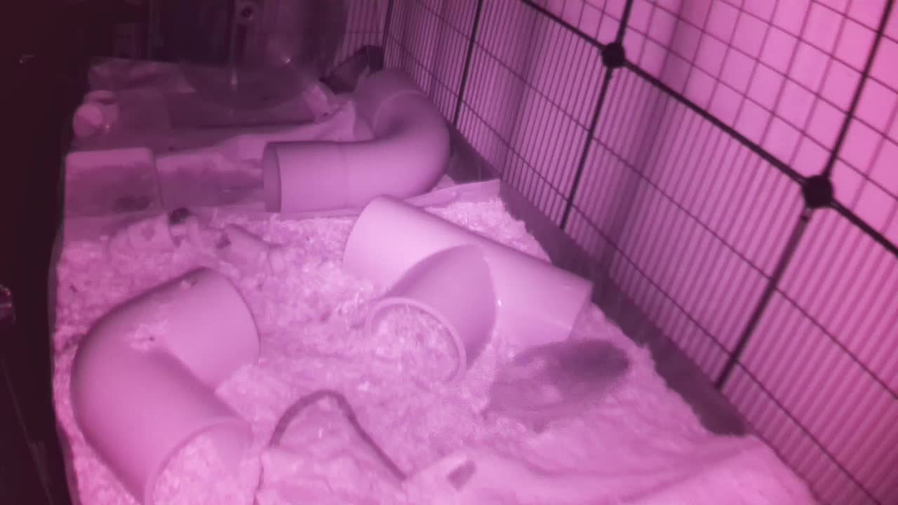 Hedgehog 20251031050933